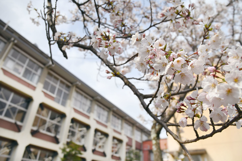 校舎脇に咲いた桜