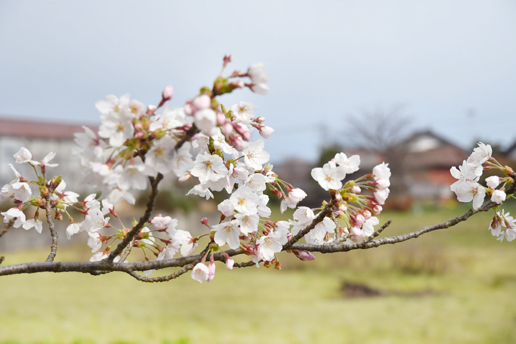校舎脇に咲いた桜